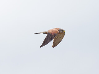 A Kestrel (Falco tinnunculus) flying away with a vole (Microtus agrestis) in its talons that it had just caught, at St Aidans RSPB reserve, in Leeds West Yorkshire
