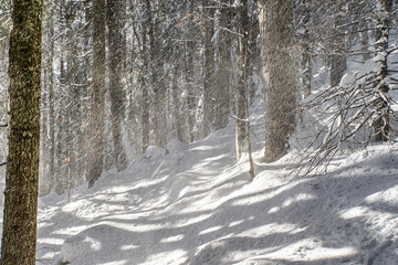 chute de neige dans la forêt avec le soleil