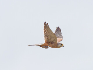 A Kestrel (Falco tinnunculus) flying away with a vole (Microtus agrestis) in its talons that it had just caught, at St Aidans RSPB reserve, in Leeds West Yorkshire