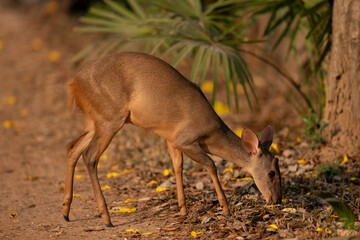 The Marsh deer (Blastocerus dichotomus)