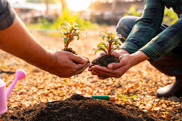 Planting a wooden sapling by the hands of a volunteer family Reduce global warming problems To be...