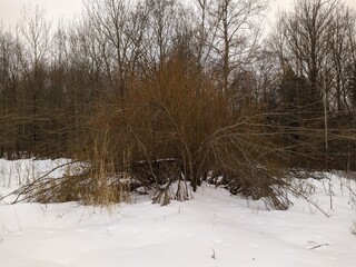 landscape of dry trees in the forest in the winter season
