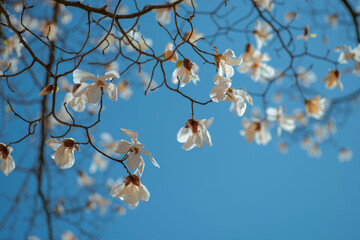 White flowers of the Magnolia tree in spring against a bright sky. Nice background for wallpaper, display, cover.