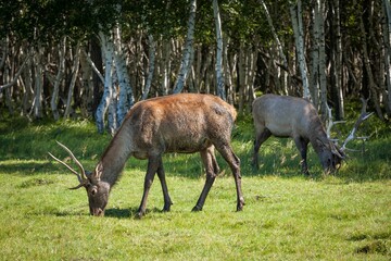 Beautiful proud deer with antlers in the park