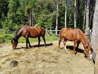 horses in the meadow