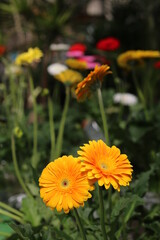Plantas en flor en la primavera en el sur de España