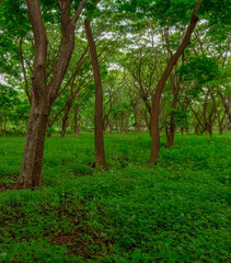 lush tropical forest