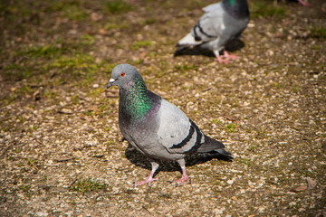 pigeon on the ground, a carrier pigeon stands on the ground, a gray dove with glitter on feathers sits on dry ground