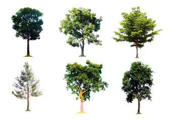 Blurred images of many perennial tree shapes, complete 6 trees on a white background
