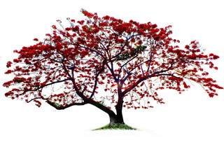 Blurred the flame tree with flowers Red on white background
