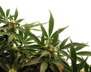 Naklejka na ściany i meble Marijuana bush on white background. Cannabis shrub, young plant.