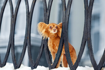 Dog breed toy terrier for a walk in winter