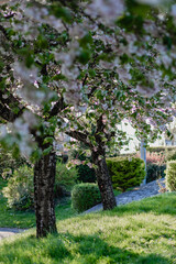 Fototapeta premium Blooming cherry trees, fruit trees on a sunny, windy, spring day with falling petals