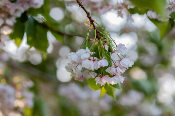 Inflorescence of cherry blossom in full bloom on branches with leaves. close-up with bokeh background