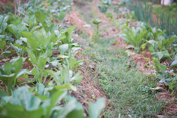 vegetable plant growing in garden