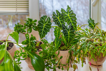 Indoor potted fresh plants on the windowsill in the sunlight.