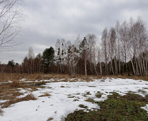 Cloudy day in the forest in spring