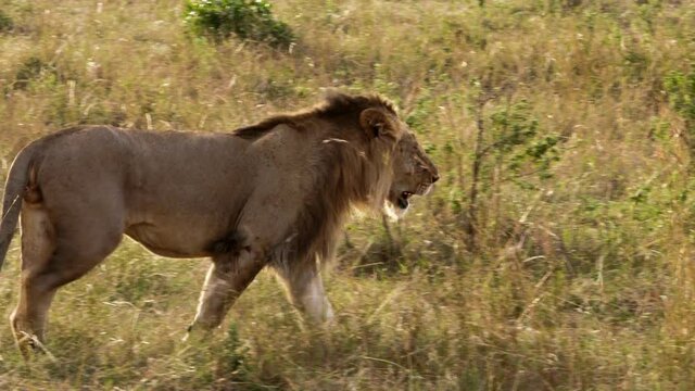 An elderly spotty lioness (Panthera leo) slowly walking through a green and yellow path in a grassy savanna. She seems tired, with her ears drooping down and her tail slowly wagging between her legs.
