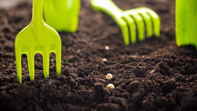 Closeup of putting seeds in ground, on the background a garden tools. The concept of organic farming and spring gardening. Seeding material of planting in organic garden. Agriculture, panoramic banner