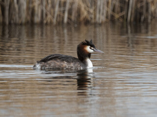 A Great Crested Grebe (Podiceps cristatus) at St Aidans an RSPB reserve, in Leeds, West Yorkshire during winter.