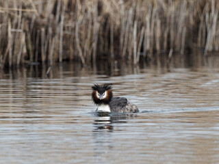 A Great Crested Grebe (Podiceps cristatus) at St Aidans an RSPB reserve, in Leeds, West Yorkshire during winter.