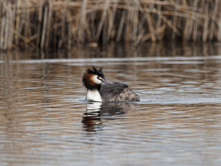 A Great Crested Grebe (Podiceps cristatus) at St Aidans an RSPB reserve, in Leeds, West Yorkshire during winter.