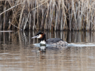 A Great Crested Grebe (Podiceps cristatus) at St Aidans an RSPB reserve, in Leeds, West Yorkshire during winter.