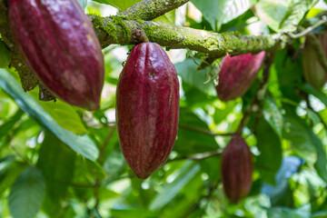 red cacao fruit in closeup