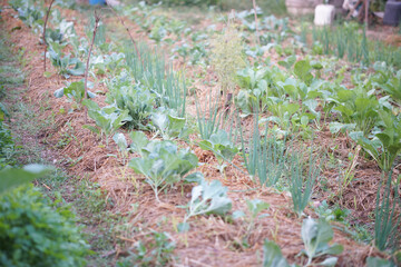 vegetable plant growing in garden