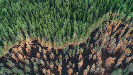 Aerial view of burnt forest after the fire. Burned fir and pine trees. Overhead View of Tree tops. Drone photo. 