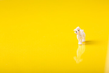 close up of a white isolated dog with yellow background