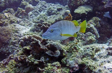 Lutjanus apodus a snapper with yellow fins and barred body closeup swimming in the Coral Reef