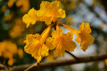 Tabebuia chrysantha Nichols ,Golden Tree ,Tallow Pui 