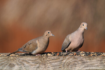 Fototapeta premium Mourning dove feast on top of the fence post on freezing winter day with bright sun