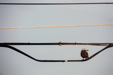 bird on a cables 