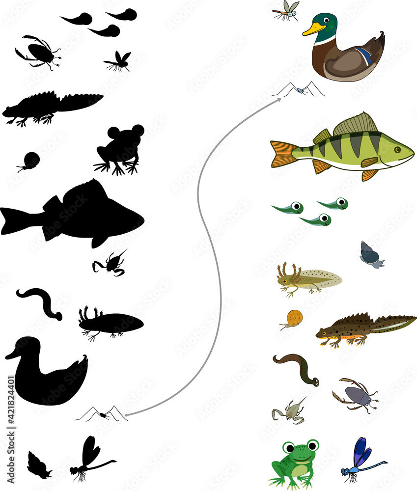 Poster find the right shade. educational children matching game with animals living in pond - Posters