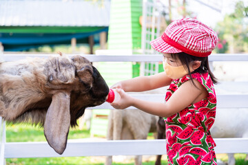 Girl wearing cloth face mask goes to zoo. Adorable baby feed the goats with plastic bottle. A four-legged animal in white fence. Child wear hat is lovingly feeding farm animals. Kids is 4 years old.