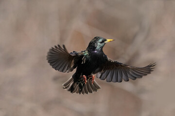 Fototapeta premium European Starlings flapping and fighting in mid air and on bird feeder competing for food in early spring on freezing cold day but bright sunny day