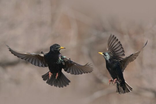 European Starlings Flapping And Fighting In Mid Air And On Bird Feeder Competing For Food In Early Spring On Freezing Cold Day But Bright Sunny Day