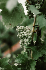 a bunch of green grapes on a wine plantation, vineyard 