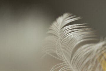 Close-up of a white feather on a blurred background with selective focus. With copy space.