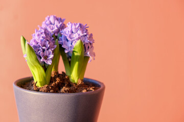 Beautiful hyacinth in pot against color background, space for text. Spring flower