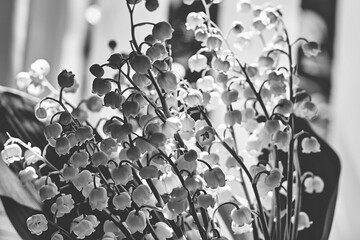 Lilies of the valley in black and white