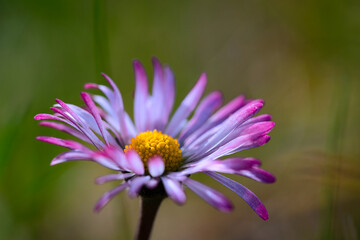 one beautiful isolated daisy in close-up in springtime