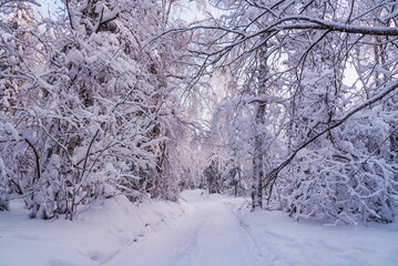 The road in the winter forest