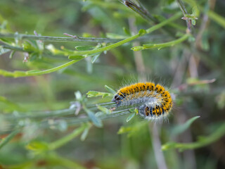 Caterpillar in its natural environment.