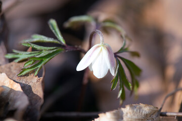 Spring flowers in forest - wood anemone, Anemone nemorosa