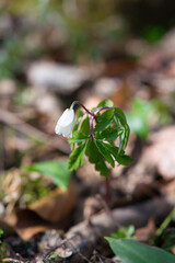 Spring flowers in forest - wood anemone, Anemone nemorosa