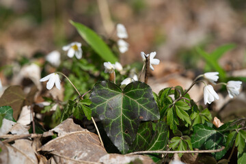 Spring flowers in forest - wood anemone, Anemone nemorosa