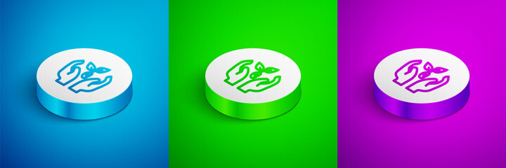 Isometric line Plant in hand of environmental protection icon isolated on blue, green and purple background. Seed and seedling. Planting sapling. Ecology concept. White circle button. Vector